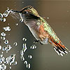 Little thirsty sparrow puzzle