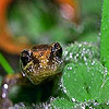 Lizard in the rain forest puzzle