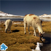 Llamas Jigsaw Puzzle