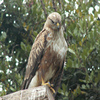 Long Legged Buzzard Jigsaw Puzzle