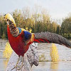 Long tailed bird puzzle