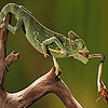Long tongue  chameleon puzzle