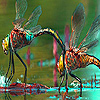 Lovely dragonfly couple slide puzzle