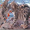 Lovely leopard brothers puzzle