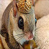 Lovely squirrel puzzle