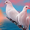 Lovely white doves slide puzzle