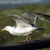 Marine Birds Jigsaw