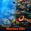 Marine life. Find objects