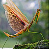 Mayfly in the river slide puzzle