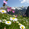 Meadow
