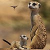 Meerkats slide puzzle