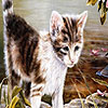 Melancholic cats hidden numbers