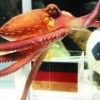 Memorial to paul octopus