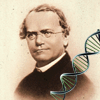 Mendel Quiz (Genetics)