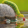 Miling in the lake puzzle