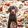 Minuscule dog slide puzzle