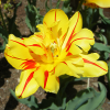 MLL Breaker Gallery: Flowers