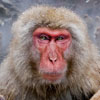 Monkeys in a geyser