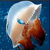 Mosaic jellyfish slide puzzle