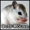 Mouse cute