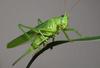 Natural Grasshopper