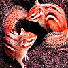 Naughty brothers slide puzzle