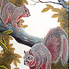 Naughty squirrels on the tree slide puzzle