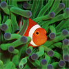 Nemo Among The Coral Reef