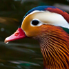 Nice bird Puzzle
