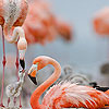 Nice flamingo family puzzle