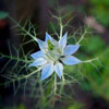 Nice Flower