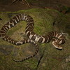 Northern Watersnake Jigsaw