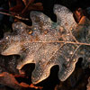 Oak leaf