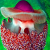 Ocean colorful jellyfish puzzle