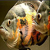 Ocean fish slide puzzle