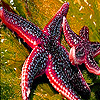 Ocean sea stars puzzle