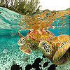 Ocean turtles slide puzzle