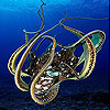 Octopus in the sea slide puzzle