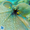 Octopus Jigsaw