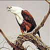 Old eagle slide puzzle