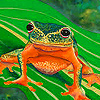 Orange frog puzzle