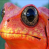 Orange frog slide puzzle