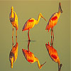 Orange herons slide puzzle