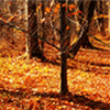 Orange Leaves in Fall Jigsaw Puzzle