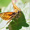 Orange winged butterfly slide puzzle