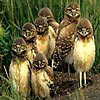 Owl siblings slide puzzle