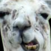 Pacllama