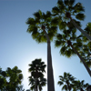 Palm Trees Jigsaw