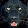 Panther