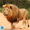 Panthera Leo